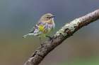 Yellow-rumped warbler in winter plumage, Kentucky Art Print
